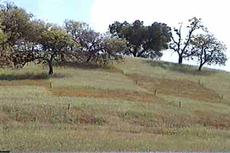 One of our test plots on the hillside trying weed control. - grid24_6