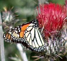 Monarch Butterfly, Danaus plexippus on a native red thistle - grid24_6