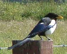 Yellow billed Magpie commonly checks out the horses when we feed them - grid24_6