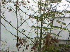 Thalictrum polycarpum Meadow Rue - grid24_6