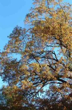 A valley oak, Quercus lobata, going deciduous - grid24_6