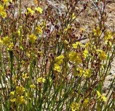 Helianthemum scoparium Sun Rose - grid24_6