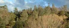 Looking our across the nursery you can get a glimpse of California's wonderful ecosystems.  - grid24_6