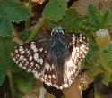 Common Checkered butterfly. - grid24_6