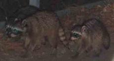 Raccoon gangs rule the neighborhood at night. - grid24_6
