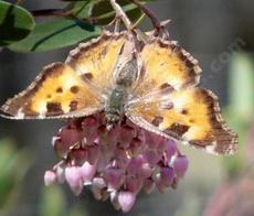 A Tortoise Shell Butterfly on Arctostaphylos stanfordiana Bakeri, Louis Edmunds Manzanita. - grid24_6