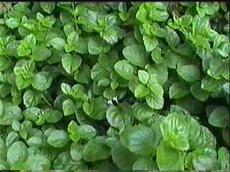 Yerba Buena, Satureja douglasii is a beautiful green groundcover for shade. - grid24_6