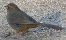 California Towhee, Pipilo crissalis - grid24_6