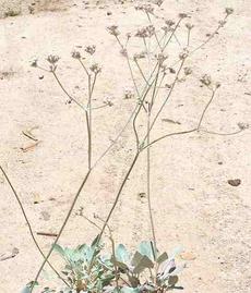 Eriogonum latifolium, Coast Buckwheat in flower. - grid24_6