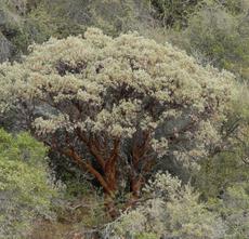 Arctostaphylos viscida ssp. viscida you can see why it's called  White Leafed Manzanita. - grid24_6