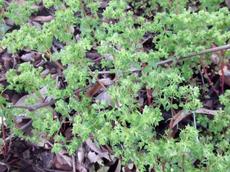 Euphorbia peplus (petty spurge, radium weed, cancer weed, or milkweed) is a nasty weed - grid24_6