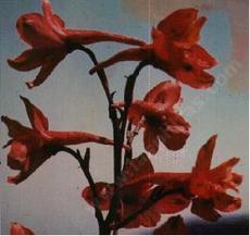 Here is a closeup photo of the red flowers of Delphinium cardinale, Scarlet Larkspur. - grid24_6