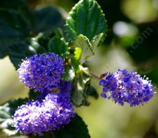 A different looking Mountain Lilac - grid24_6