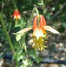 Aquilegia formosa Crimson Columbine, Western Columbine, or  Red Columbine flowers. - grid24_6