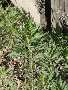 Artemisia douglasiana Mugwort - grid24_6