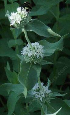 Pycnanthemum californicum Mountain Mint - grid24_6