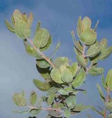 Arctostaphylos columbiana hated us. It loves the Pacific Northwest. - grid24_6
