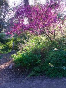 Western Redbud, Cercis occidentalis as a small tree. - grid24_6