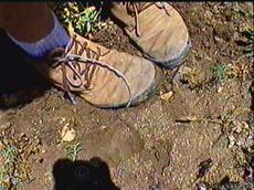 Tamp next to plant after planting. Do not step on plant... - grid24_6