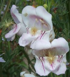 Balloon flower, Palmer's Penstemon (Penstemon palmeri) has a wonderful fragrant flower that both the hummingbirds and bumblebees use. - grid24_6