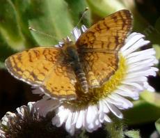 Mylitta Cresent butterfly on a Seaside Daisy - grid24_6