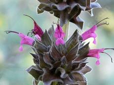 Flowers of Salvia Powerline Pink - grid24_6
