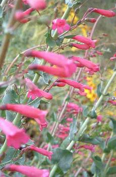 Penstemon X parishii, Parish's Penstemon is a hot pink - grid24_6