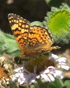 Mylitta Crescent, Phyciodes mylitta - grid24_6