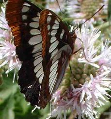 Loriquins Admiral on Monardella hypoleuca ssp. hypoleuca. They are commonly on all the Monardellas. - grid24_6