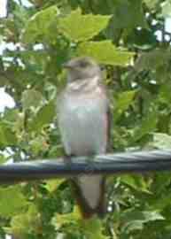 an old photo of Northern rough-winged swallow, Stelgidopteryx serripennis - grid24_6