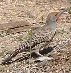 Northern Flicker, Colaptes auratus likes bare ground and ants - grid24_6