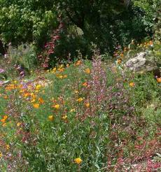 Penstemon and Poppies in a California Native Garden - grid24_6