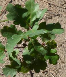 Garry Oak , also known as Oregon White Oak or Oregon Oak, Quercus garryana - grid24_6
