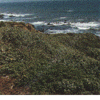 Coastal bluff before picture. - grid24_6