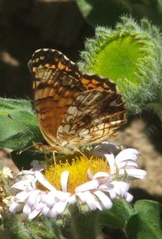 A side view of Mylitta Crescent butterfly on a Seaside Daisy. - grid24_6