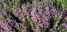 Penstemon Margarita BOP in flower - grid24_6