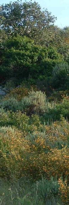 Coastal sage Scrub south of San Luis Obispo with Sticky Monkey flower, California Sage Brush, Coast Live Oak, and Poison Oak. - grid24_6