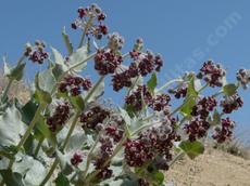 Asclepias californica California Milkweed  in flower - grid24_6