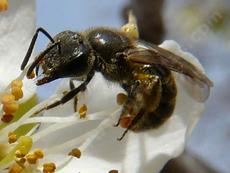 Andrena bee pollinating an Asian Pear, Pyrus serotina - grid24_6