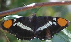 A California Sister Butterfly, Adelpha bredowii californica - grid24_6