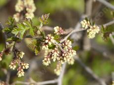 Squaw Bush, Rhus trilobata in flower - grid24_6