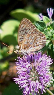 Comstock fritillary on a Monardella, side view - grid24_6