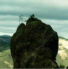 It is amazing where you can find trees. A pine and oak on top of this rock. - grid24_6