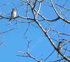 Western Bluebirds up in a Valley Oak Tree. - grid24_6