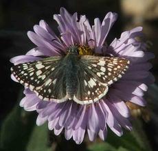 Common checkered skipper on a Seaside Daisy - grid24_6