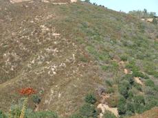 a east facing versus south facing chaparral slope - grid24_6