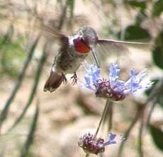 A Male Anna's Hummingbird on a Salvia Pozo Blue - grid24_6