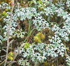 Franseria chamissonis bipinnatisecta Beach-Bur - grid24_6