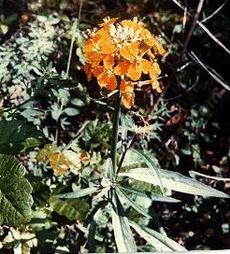 The orange form of Erysimum capitatum, Wallflower. - grid24_6