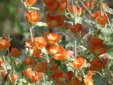 Sphaeralcea ambigua, Desert Mallow makes great flower. - grid24_6